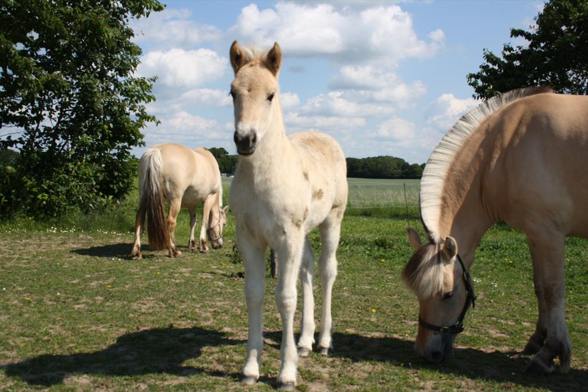Fjordhest Bjergvangs Bella Eywa  - Bella posere lige for fotografen, tak for det ;) billede 14