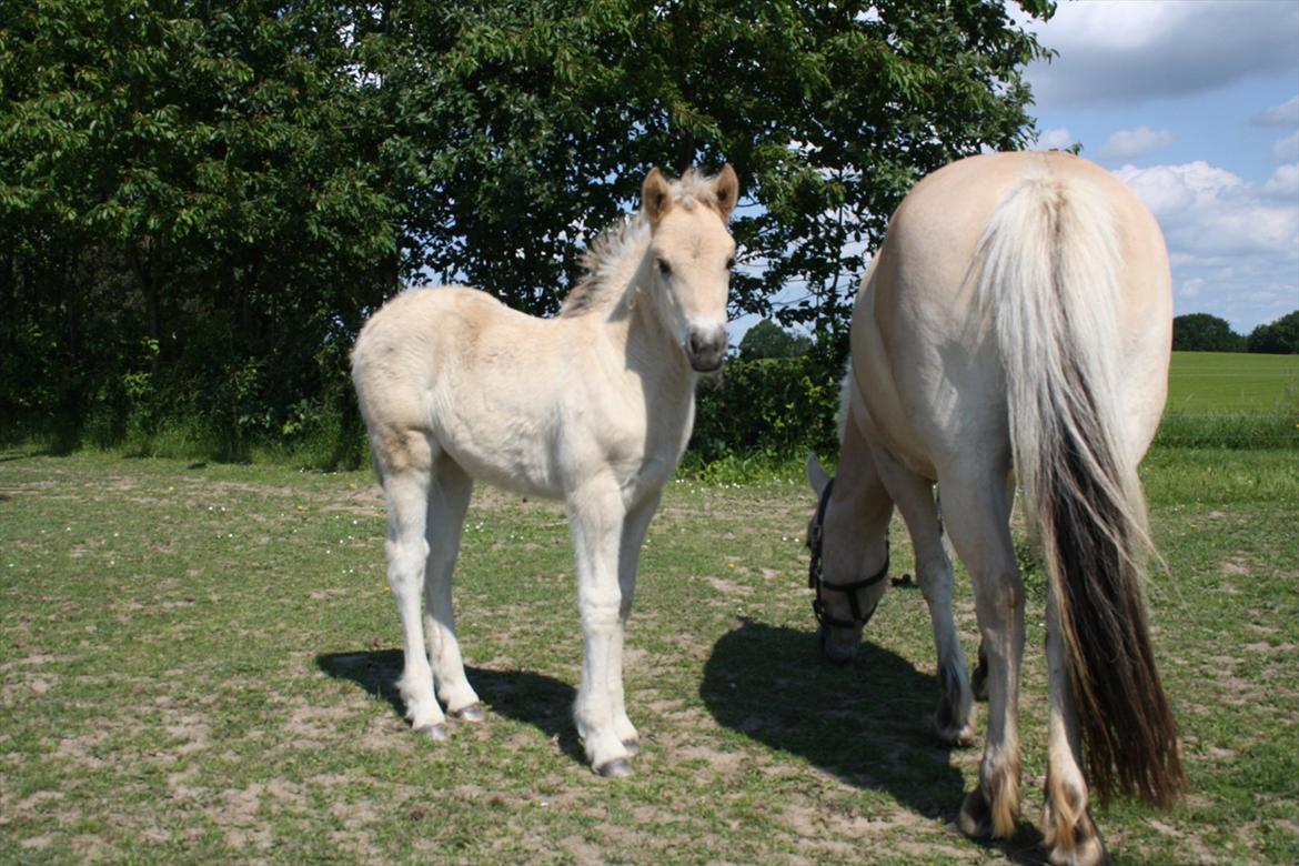 Fjordhest Bjergvangs Bella Eywa  billede 15