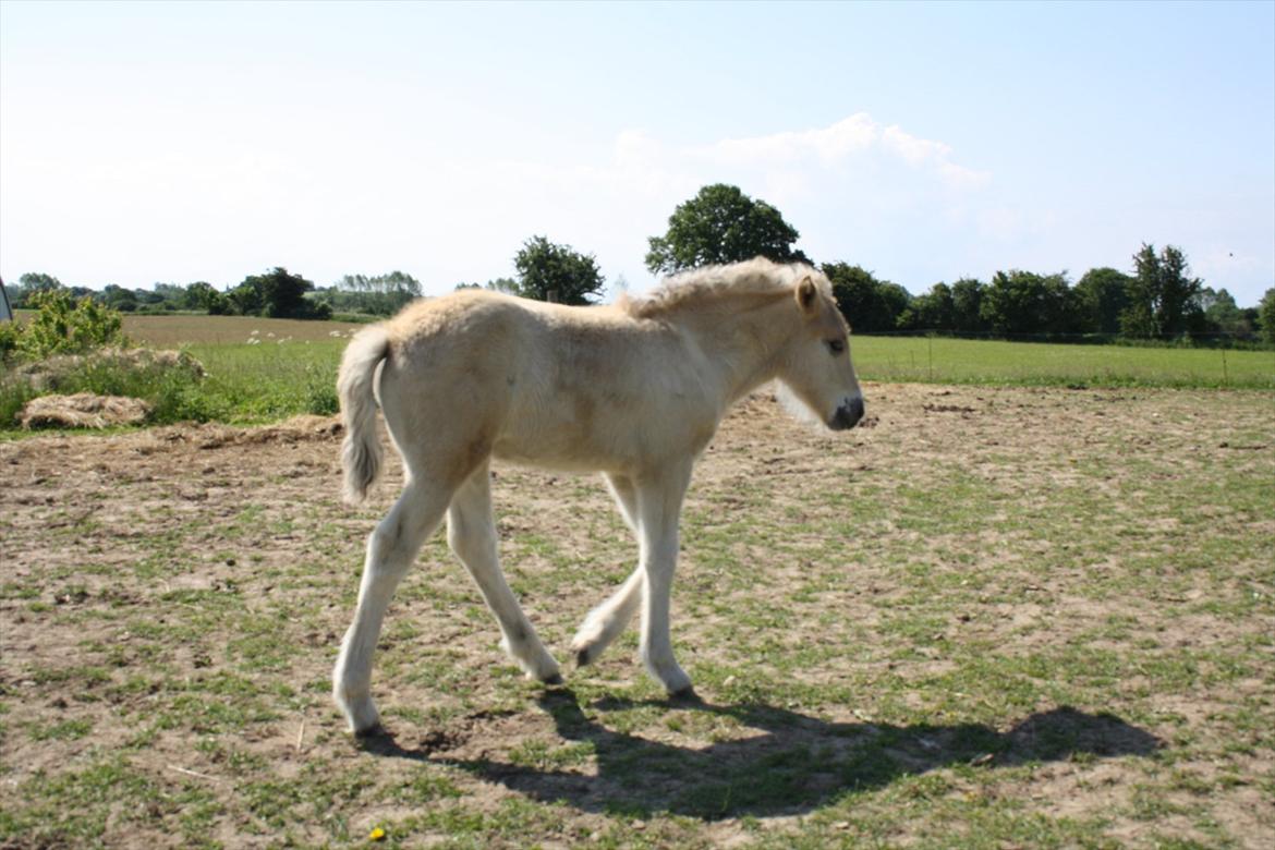 Fjordhest Bjergvangs Bella Eywa  billede 16