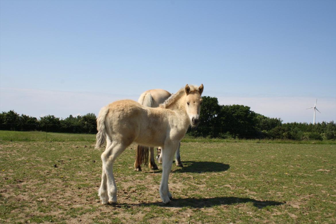 Fjordhest Bjergvangs Bella Eywa  billede 17