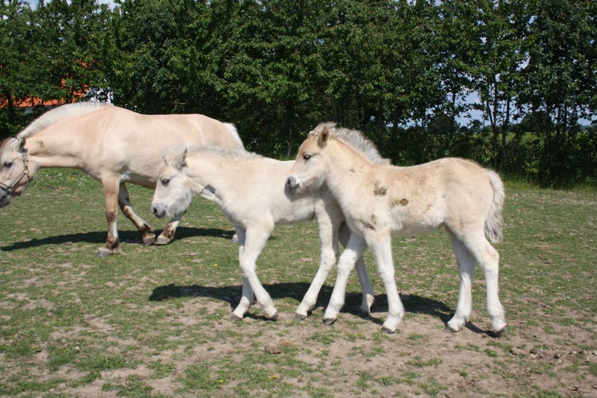 Fjordhest Bjergvangs Bella Eywa  - Bella og Flicka er slyng veninder billede 18