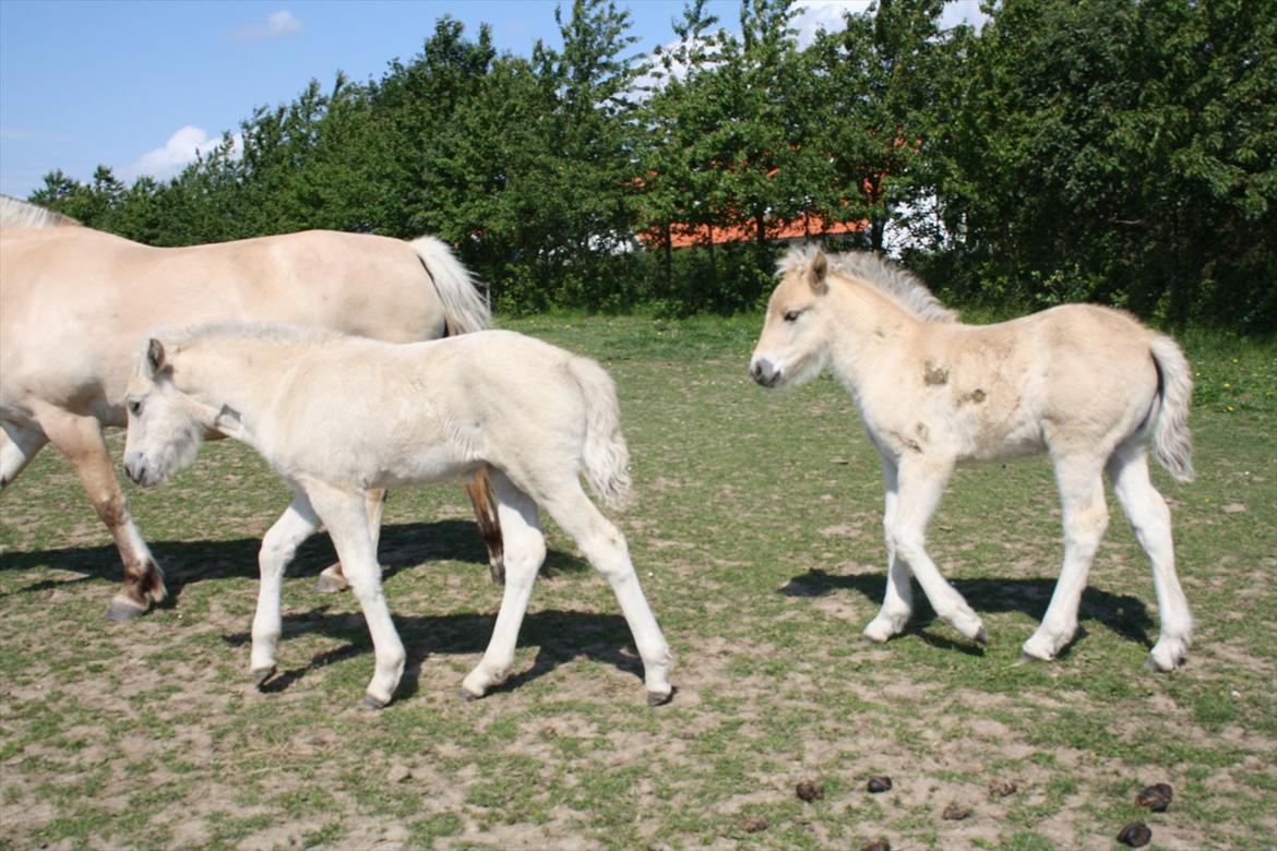 Fjordhest Bjergvangs Bella Eywa  - Bella og Flicka leger kongens efterfølger :D billede 19