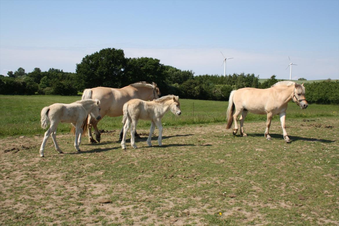 Fjordhest Bjergvangs Bella Eywa  - Bella i midten, Flicka til venstre, Chanel til højre og Aija bag de to små banditter :) billede 20