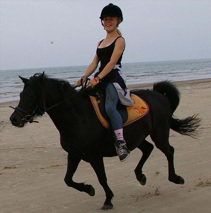 Dartmoor Celeste Frydenlund - solgt billede 15