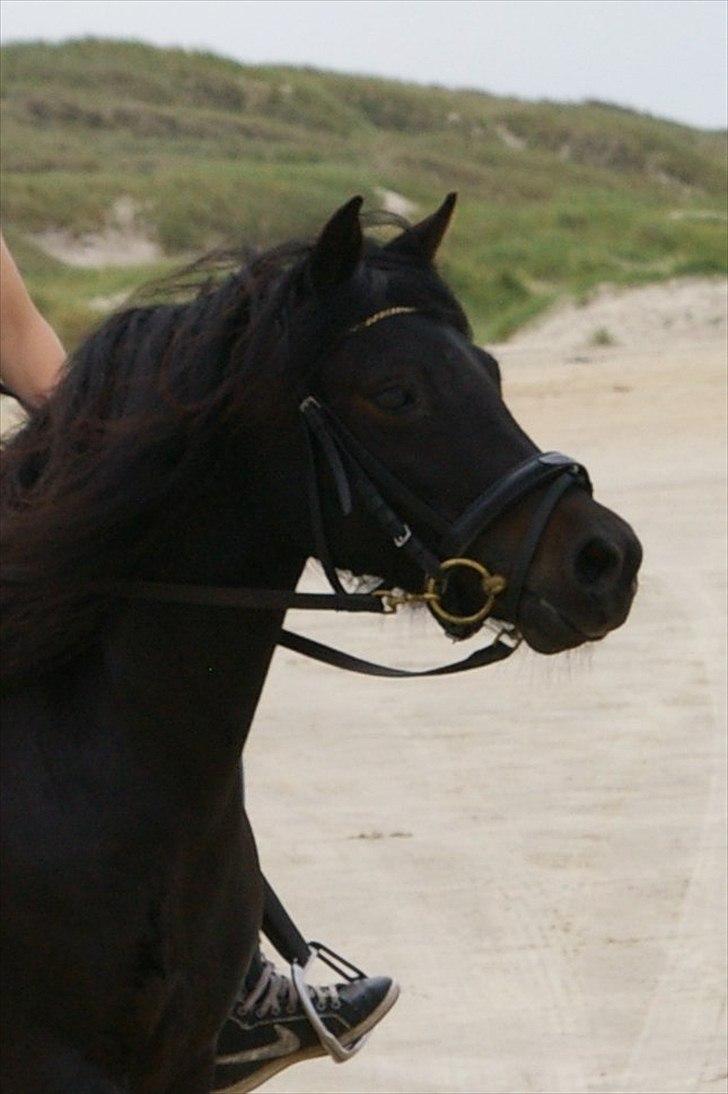 Dartmoor Celeste Frydenlund - solgt billede 18