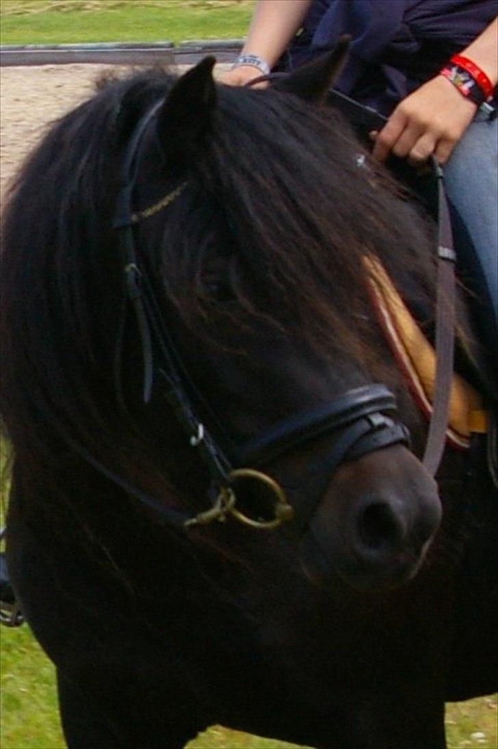 Dartmoor Celeste Frydenlund - solgt billede 5