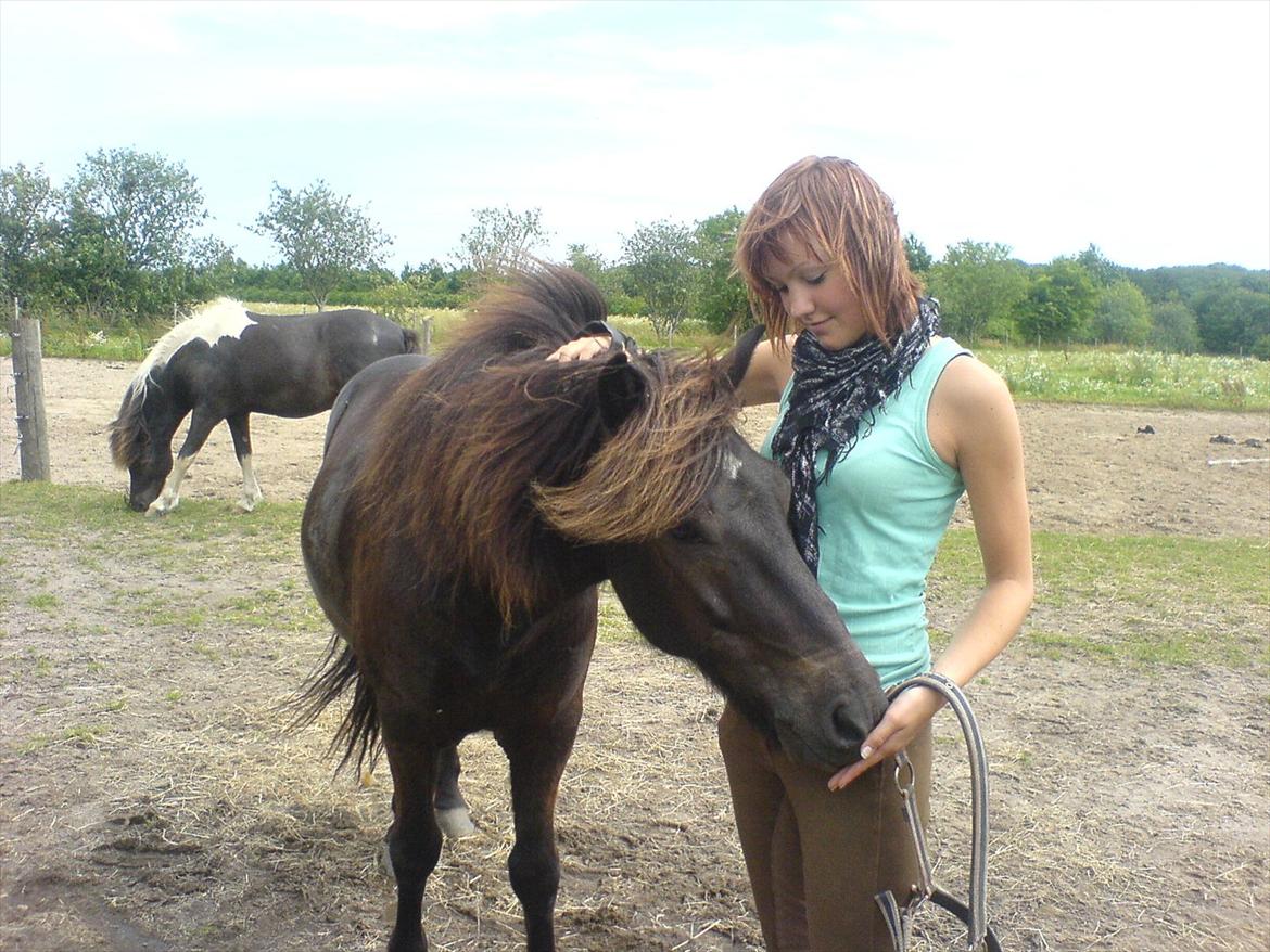 Islænder Skotti fra Velling - Skotti & jeg på folden (: billede 4