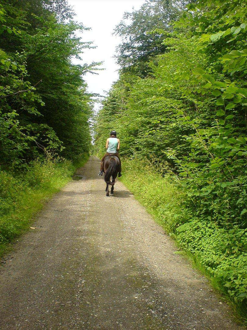 Islænder Skotti fra Velling - Skotti, mor & jeg på tur (: billede 5