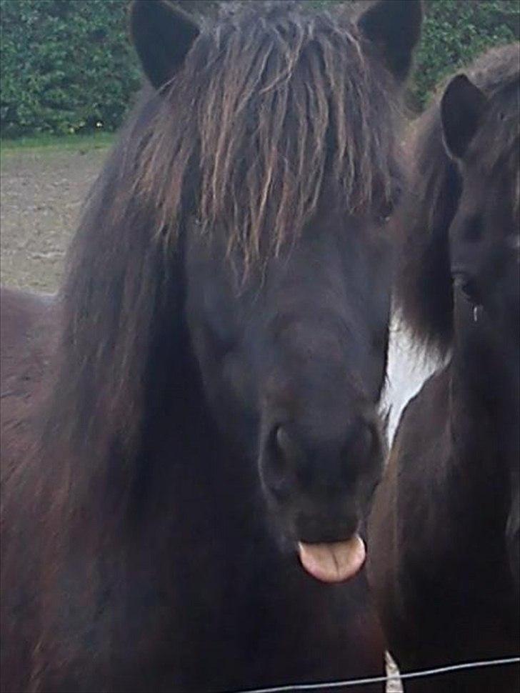 Islænder Skotti fra Velling - Skotti der rækker tunge til mig :D billede 6