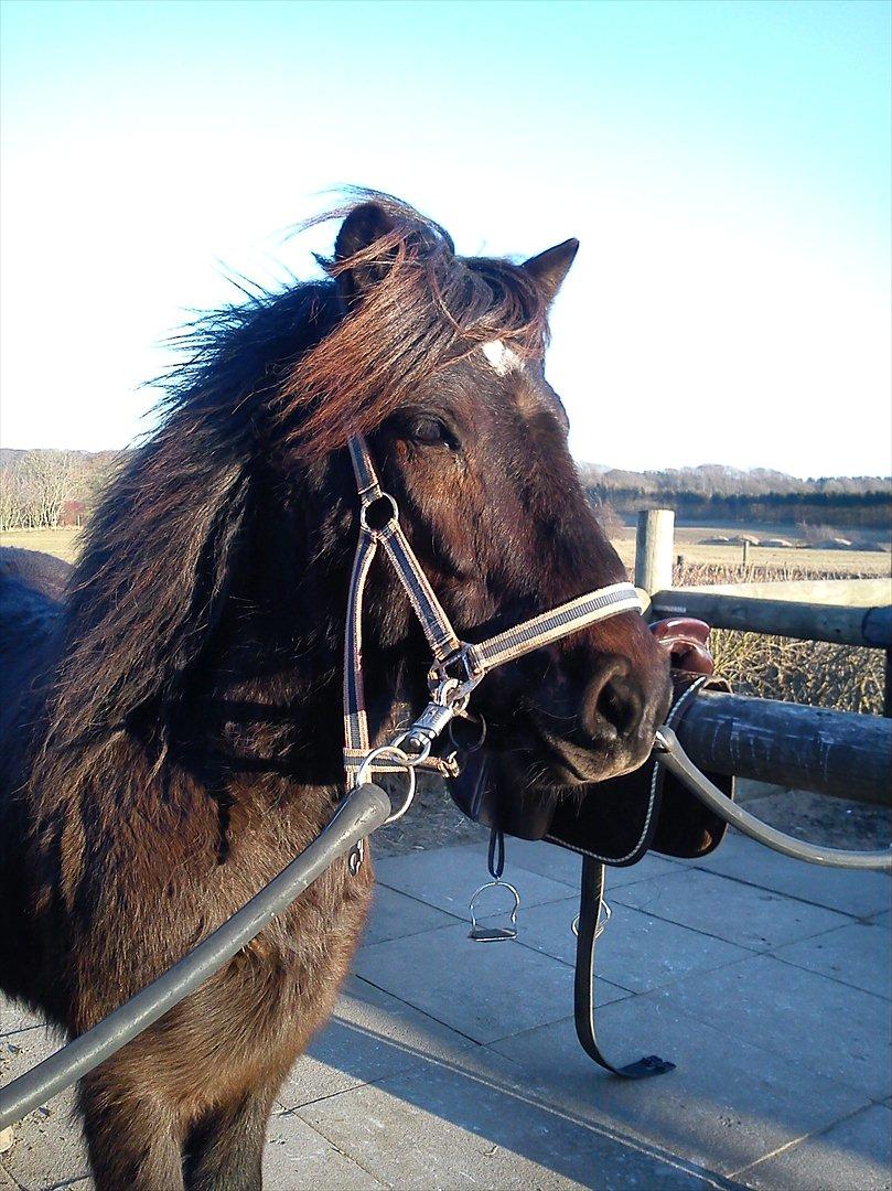 Islænder Skotti fra Velling - Skotti'baben :D billede 7