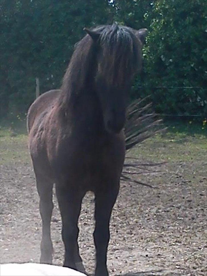 Islænder Skotti fra Velling - Skotti på folden :D billede 8