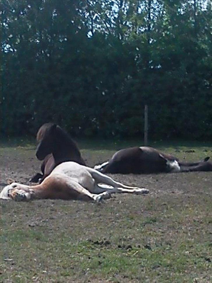 Islænder Skotti fra Velling - Ismulerne :D + Pepsi! billede 9