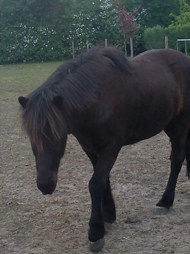 Islænder Skotti fra Velling - Skotti (: billede 10