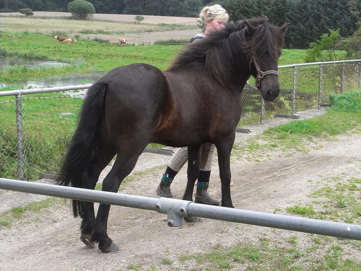 Islænder Skotti fra Velling - Ikke mit foto (: billede 11