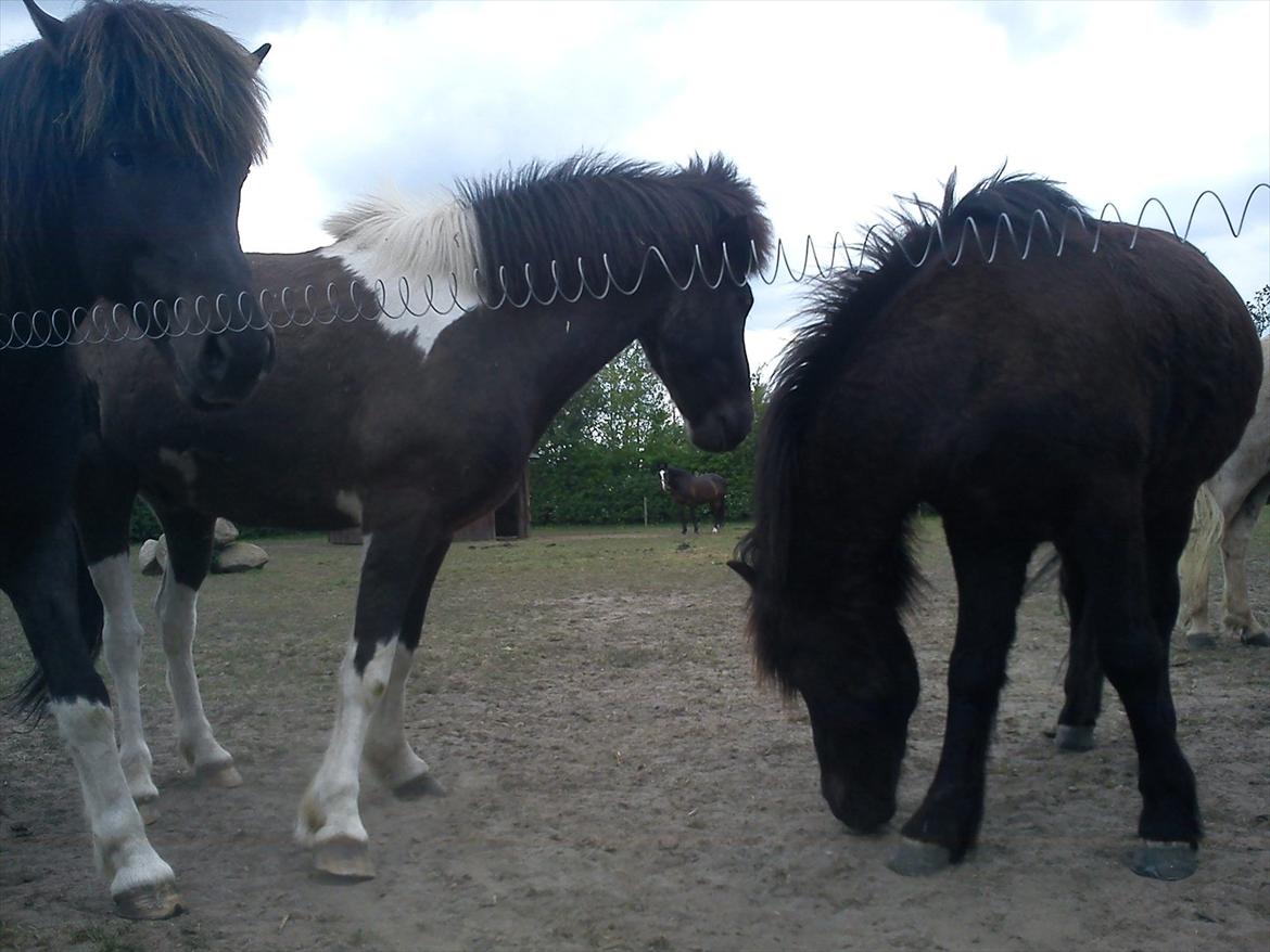 Islænder Skotti fra Velling - Skotti & de andre ismuler. billede 13