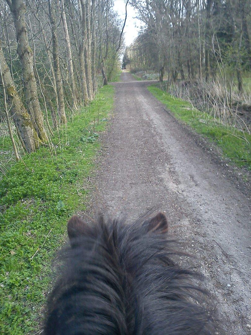 Islænder Skotti fra Velling - Skottis ører (: bare én af de mange skovture :D billede 14