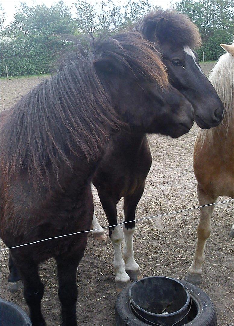 Islænder Skotti fra Velling - Skotti der kysser Lappi (:  billede 15