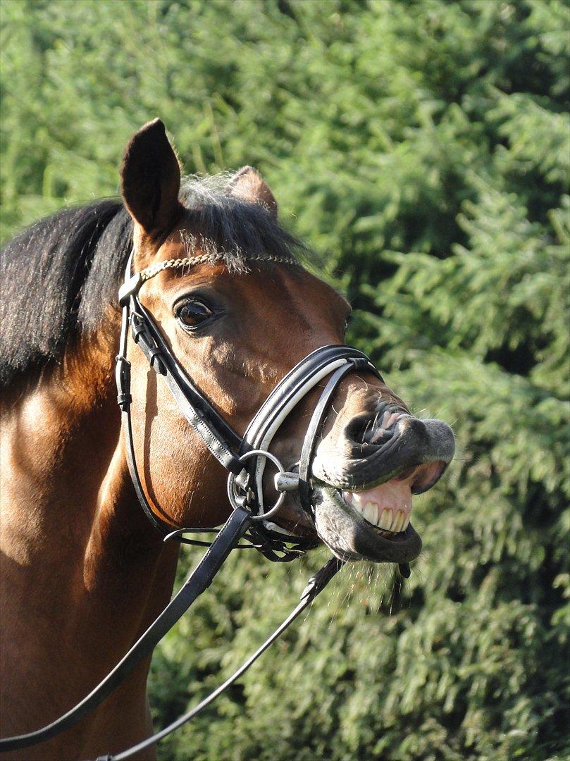 New Forest Kantje's Thierry B-pony RIP - smiiiiil :) billede 7