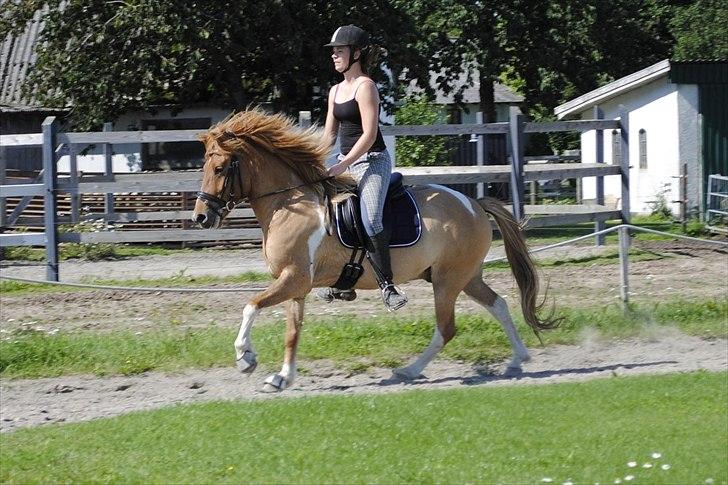 Islænder Neisti fra Munkhøj - Neisti og jeg i en fin galop! (: - Taget af Mia R. billede 10