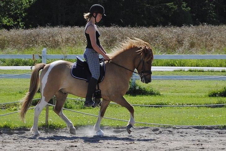 Islænder Neisti fra Munkhøj - Og så lidt trav (; - Taget af Mia R. billede 11
