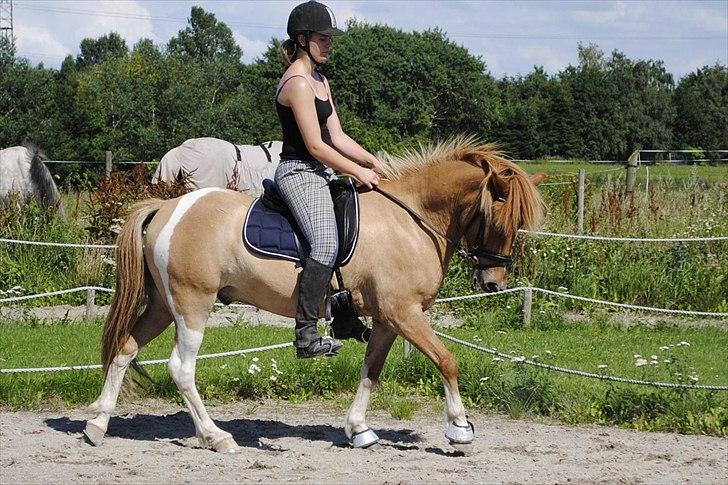 Islænder Neisti fra Munkhøj - smukling af en hest d; - Taget af Mia R. billede 12