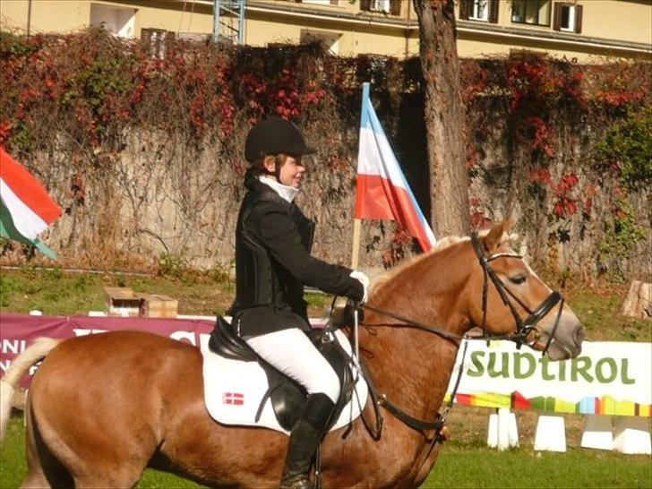 Haflinger WHISKY - En lækker hals i: billede 17