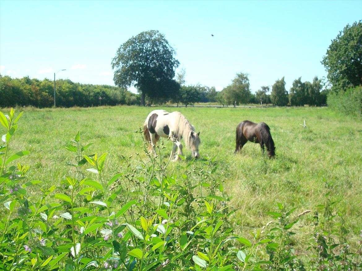 Welsh Partbred (Sec F) Capuccino (capu) billede 6