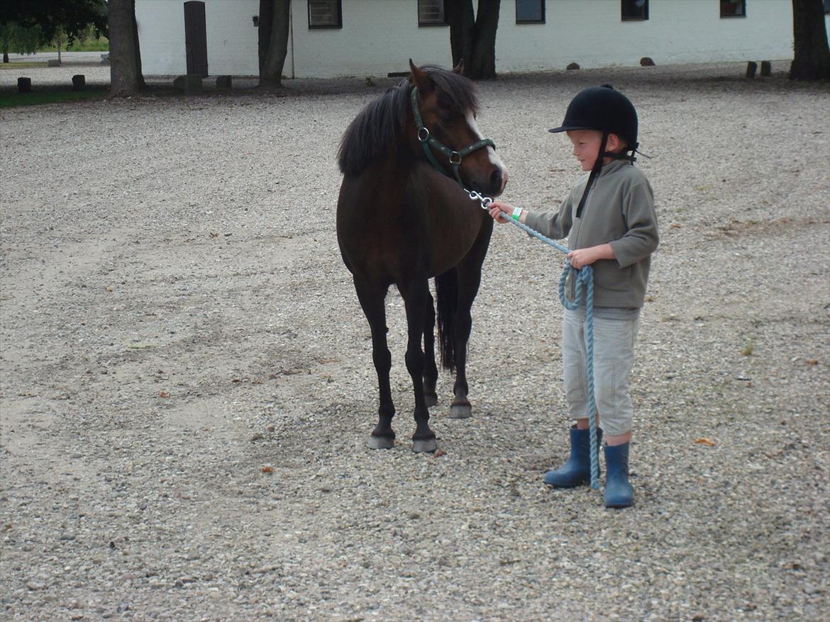 Welsh Partbred (Sec F) Capuccino (capu) billede 7