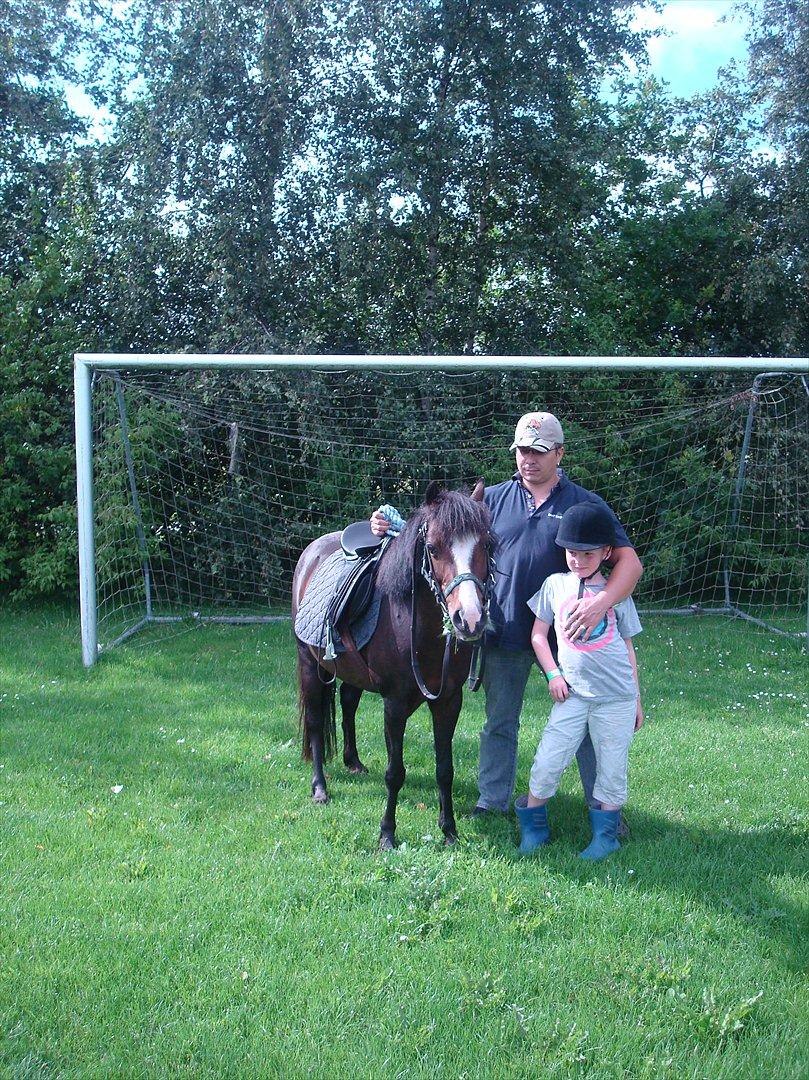 Welsh Partbred (Sec F) Capuccino (capu) billede 8