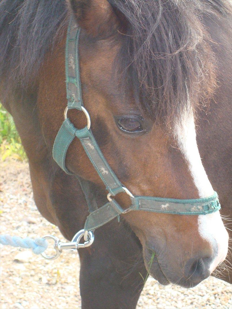 Welsh Partbred (Sec F) Capuccino (capu) billede 10