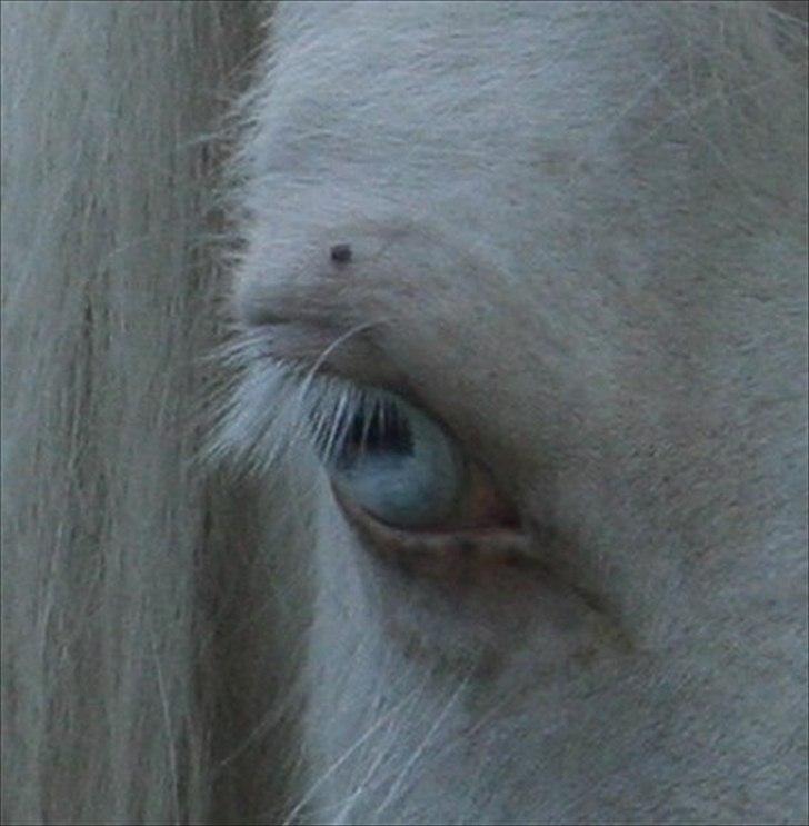 Islænder Skyssa fra Tøndborg - Et stk. Prinsesseøje billede 4