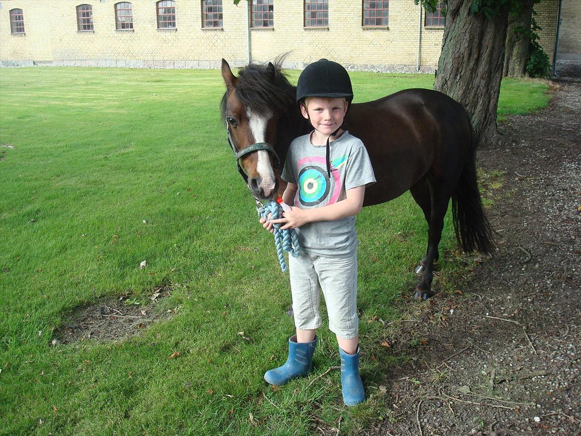 Welsh Partbred (Sec F) Capuccino (capu) billede 11