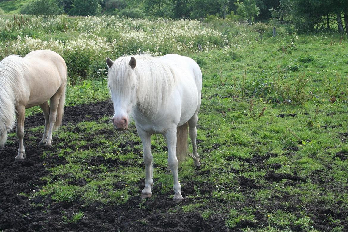 Islænder Skyssa fra Tøndborg billede 9
