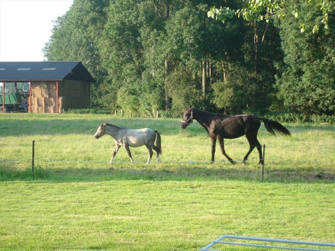 Welsh Partbred (Sec F)  Lyngdals Womanizer  billede 14