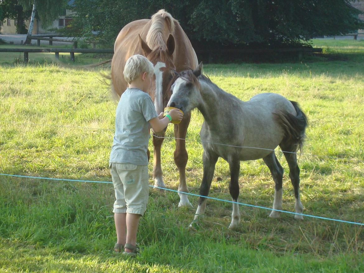 Welsh Partbred (Sec F)  Lyngdals Womanizer  billede 15