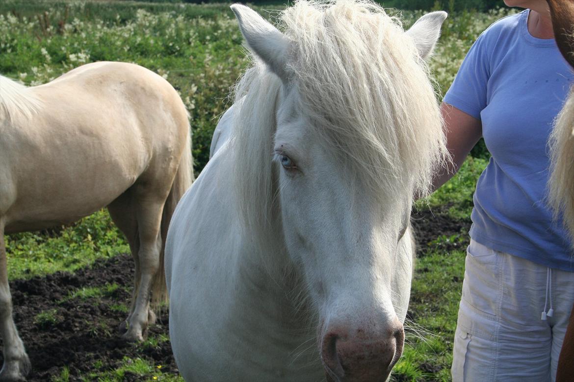 Islænder Skyssa fra Tøndborg billede 10