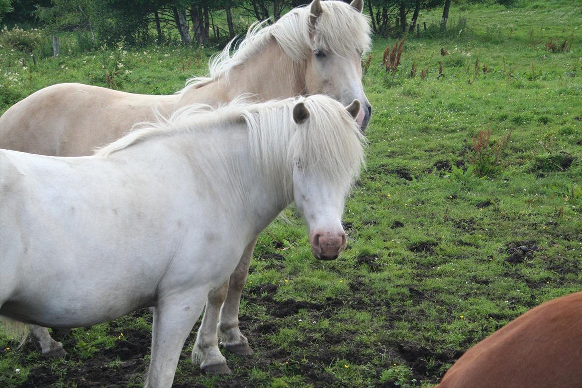 Islænder Skyssa fra Tøndborg billede 11