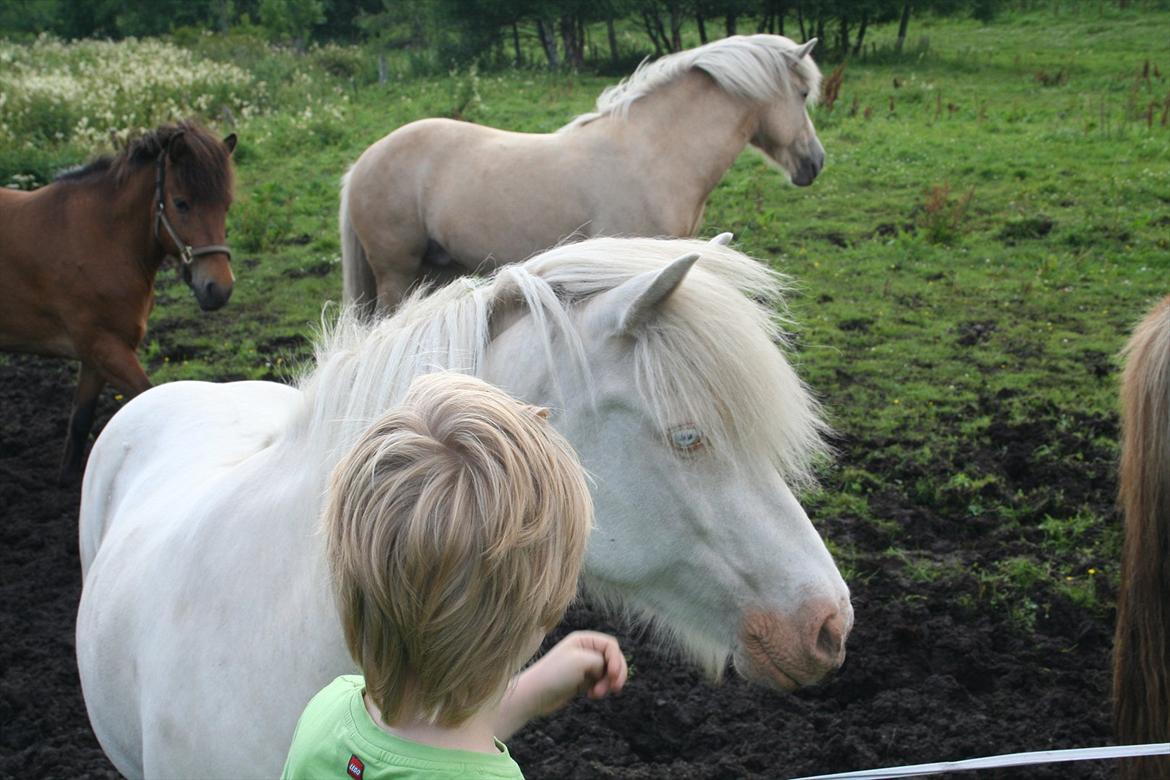 Islænder Skyssa fra Tøndborg billede 12