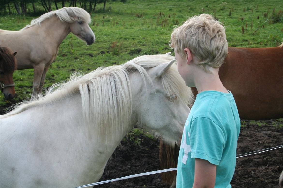 Islænder Skyssa fra Tøndborg billede 13