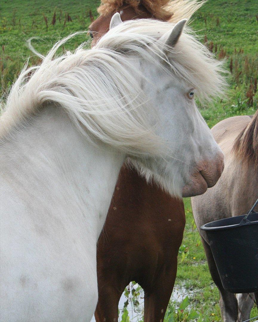 Islænder Skyssa fra Tøndborg billede 14