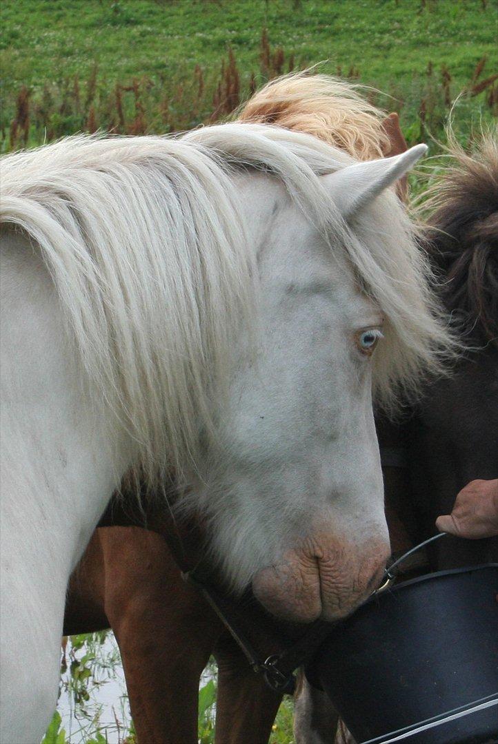 Islænder Skyssa fra Tøndborg billede 15