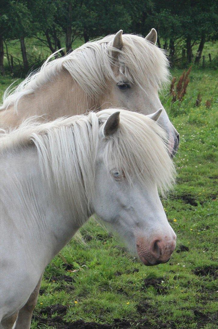 Islænder Skyssa fra Tøndborg billede 16