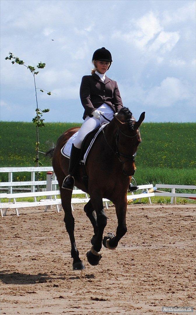 Svensk Varmblod Valdemar W - lindegaardensrideklub 2010. Foto: RIkke Bech Hansen billede 18