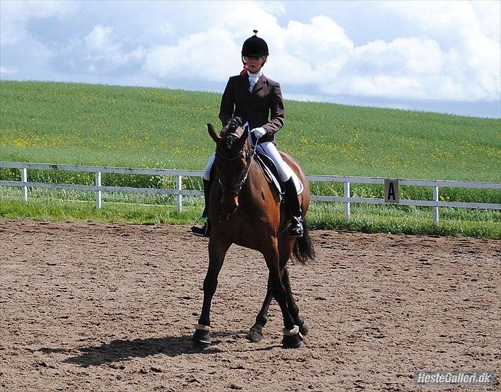 Svensk Varmblod Valdemar W - lindegaardensrideklub 2010. Foto: RIkke Bech Hansen billede 19