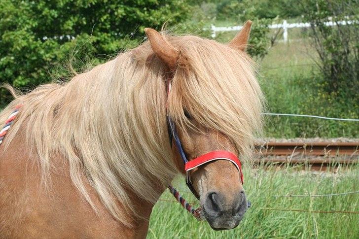 Islænder Kjarni fra Lykkebjerg billede 4