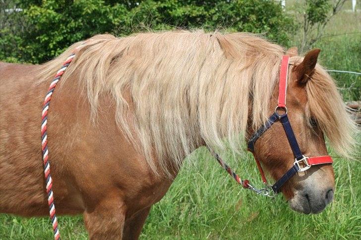Islænder Kjarni fra Lykkebjerg billede 6