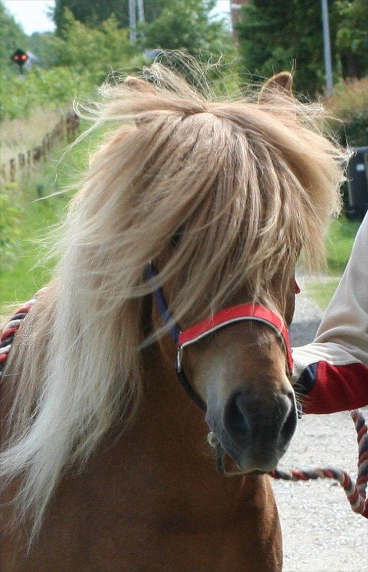 Islænder Kjarni fra Lykkebjerg billede 2