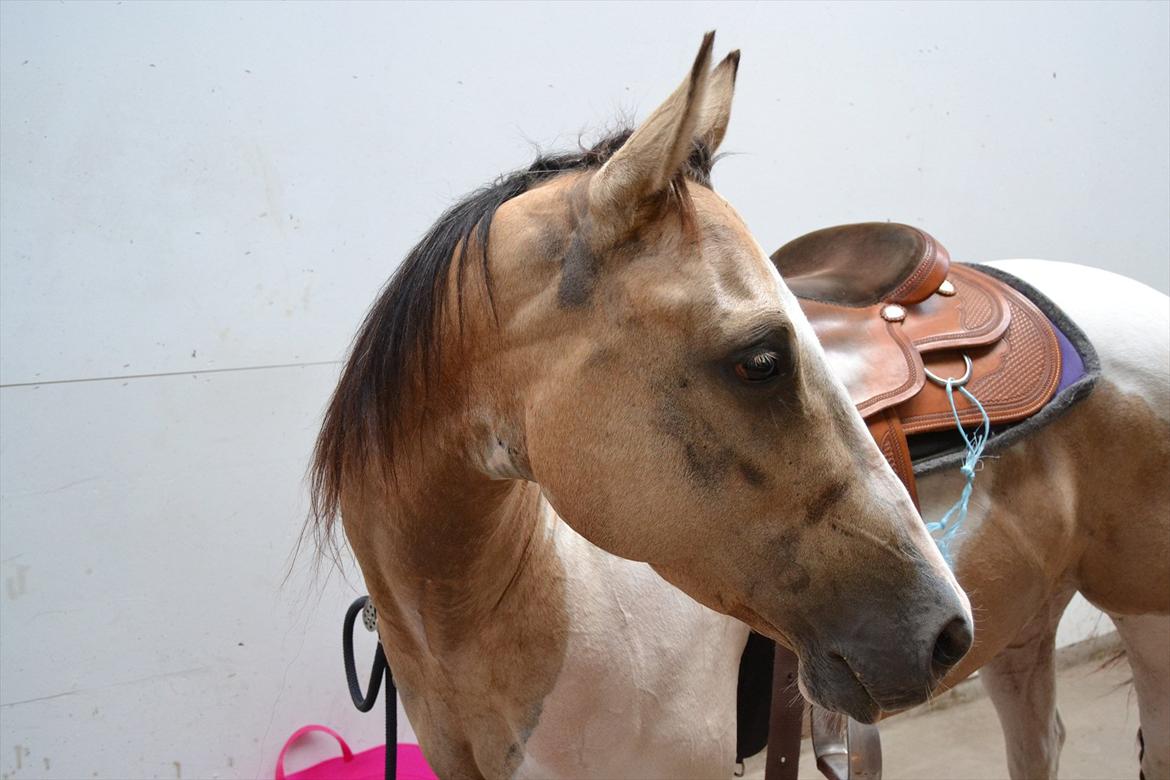 Paint Katies Prescription <3 himmel hest <3  - Smuk sak <3 billede 10