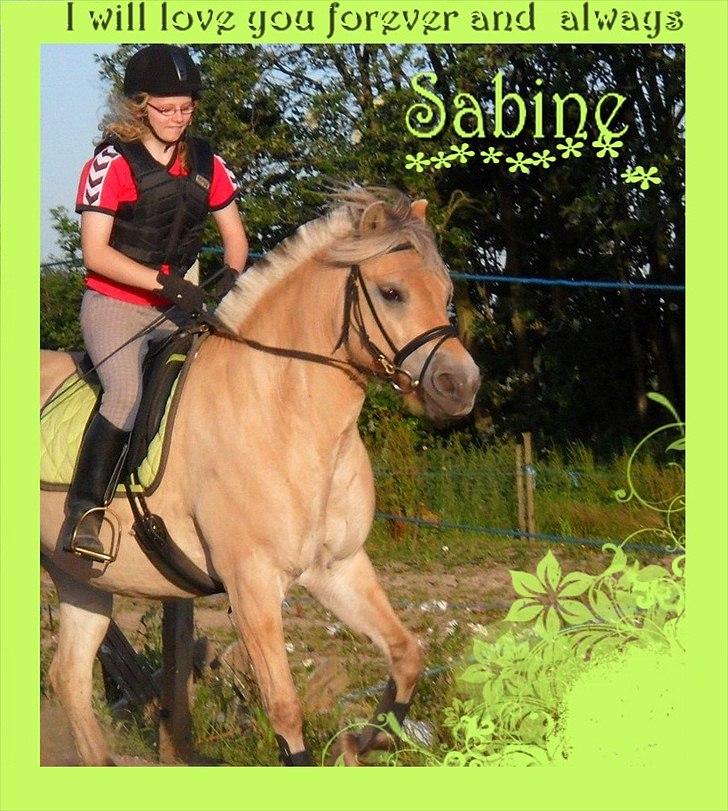 Fjordhest Sabine billede 6