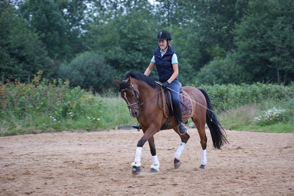 DSP Røgild`s Bastian solgt - opvarmning mig og bastian  billede 19